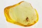 Detailed Fossil Ant (Formicidae) In Baltic Amber #335793-1